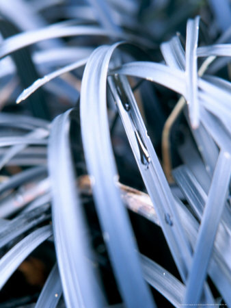 Ophiopogon Planiscapus Nigrescens, Close-Up Of Black Grass by Linda Burgess Pricing Limited Edition Print image