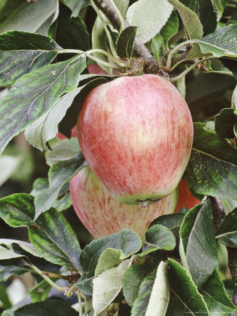 Apple Katja Close-Up Of Two Red Apples by Rex Butcher Pricing Limited Edition Print image