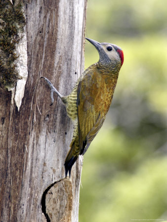 Golden-Olive Woodpecker, Female At Nest-Hole, Monteverde Cloud Forest Preserve, Costa Rica by Michael Fogden Pricing Limited Edition Print image