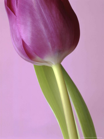 Graphic, Purple Tulipa & Leaves On Purple Background by Jan Ceravolo Pricing Limited Edition Print image