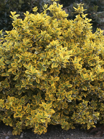 Euonymus Fortunei Emerald 'N' Gold, March Beaulieu by Christopher Fairweather Pricing Limited Edition Print image