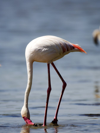 Greater Flamingo, Feeding, Tanzania by Ariadne Van Zandbergen Pricing Limited Edition Print image