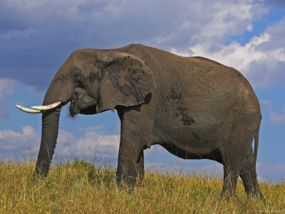 African Elephant by Andy Rouse Pricing Limited Edition Print image