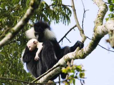 Angola Black And White Colobus Monkeys, With Young, Rwanda by Ariadne Van Zandbergen Pricing Limited Edition Print image