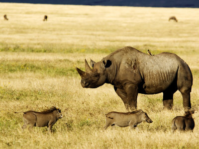 Black Rhinoceros (Diceros Bicornis) And Warthogs (Phacochoerus Africanus), Tanzania by Ariadne Van Zandbergen Pricing Limited Edition Print image