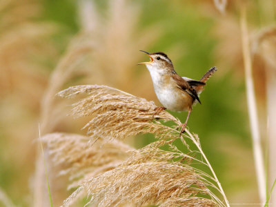 Marsh Wren, Singing, Quebec, Canada by Robert Servranckx Pricing Limited Edition Print image