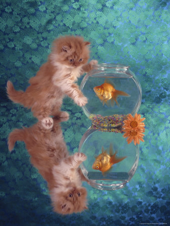 Kitten Trying To Catch Fish In Fish Bowl by Richard Stacks Pricing Limited Edition Print image