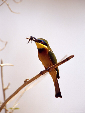 Little Bee-Eater Bird Eating A Bee by Fogstock Llc Pricing Limited Edition Print image