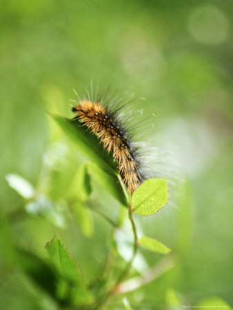 Caterpillar Tiger Moth Caterpillar by Geoff Dann Pricing Limited Edition Print image