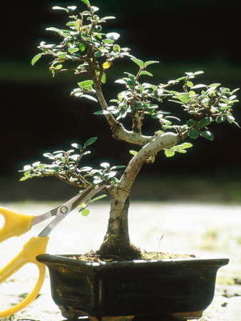 Pruning Small Bonsai With Scissors by Georgia Glynn-Smith Pricing Limited Edition Print image