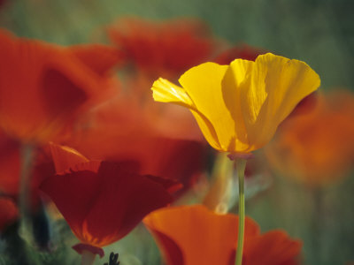 Eschscholzia Californica Golden West And Eschscholzia Californica Dali by Hemant Jariwala Pricing Limited Edition Print image