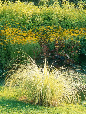 Pampas Grass Gold Band With Rudbeckia In Background, September by Mark Bolton Pricing Limited Edition Print image