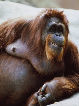 Orangutan Relaxing In The Sun by Richard Stacks Pricing Limited Edition Print image