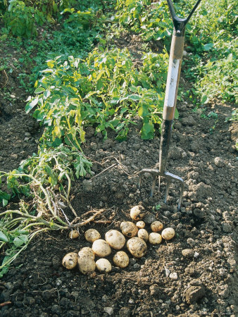 Harvesting, Digging Potato Home Guard by Michael Howes Pricing Limited Edition Print image