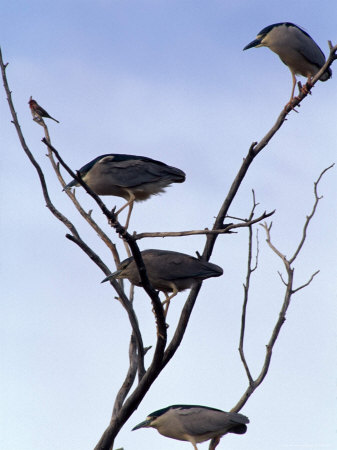 Birds Perched On Thin Branches by Fogstock Llc Pricing Limited Edition Print image