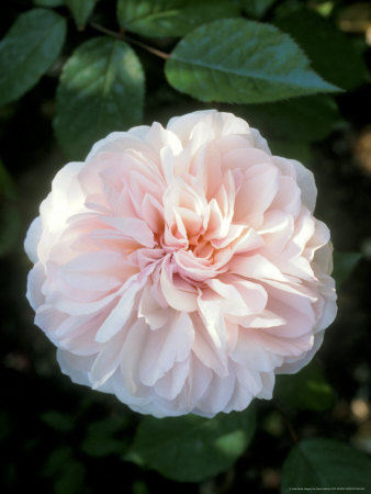 Rosa Irene Watts (China Rose) Mottisfont Abbey by David Askham Pricing Limited Edition Print image