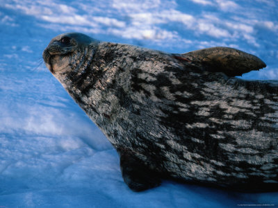 Weddell Seal (Leptonychotes Weddellii), Mawson, Antarctica by Chester Jonathan Pricing Limited Edition Print image