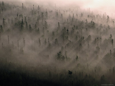 Trees In Fog At Goulias Point, Lake Superior, Ontario, Canada by Jim Wark Pricing Limited Edition Print image