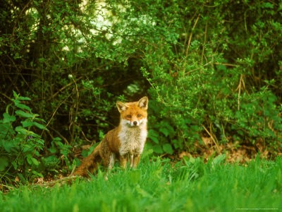 Red Fox, Looking At Camera by David Boag Pricing Limited Edition Print image