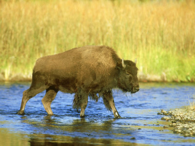 Bison, Young, Usa by Alan And Sandy Carey Pricing Limited Edition Print image