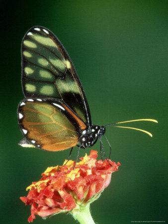 Amber Glasswing Butterfly At Lantana, Cloud Forest, Costa Rica by Michael Fogden Pricing Limited Edition Print image