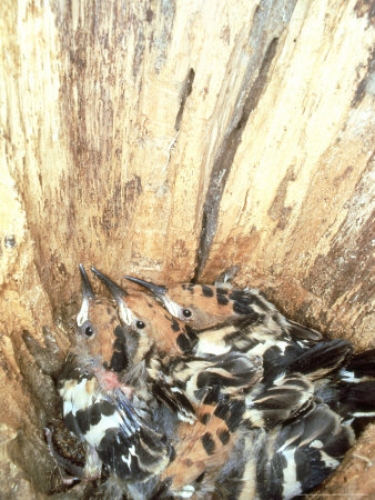 Hoopoe, Nestlings, Italy by Paolo Fioratti Pricing Limited Edition Print image