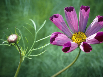 Cosmos Bipinnatus Sensation by Hemant Jariwala Pricing Limited Edition Print image