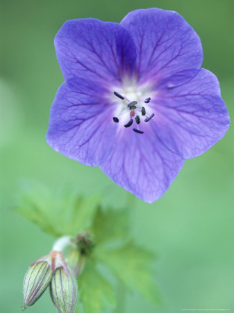 Cranesbill, Close-Up Of A Blue Flower And Bud by Hemant Jariwala Pricing Limited Edition Print image