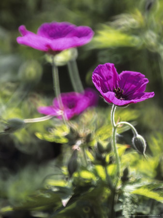 Geranium (Cranesbill), Close-Up Of Pink Flowers And A Bud by Hemant Jariwala Pricing Limited Edition Print image