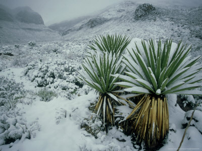 Yucca Plant, Mexico by Patricio Robles Gil Pricing Limited Edition Print image