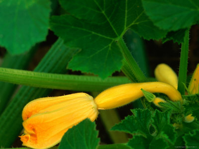 Yellow Crook Neck Squash With Blossom by Jerry Alexander Pricing Limited Edition Print image