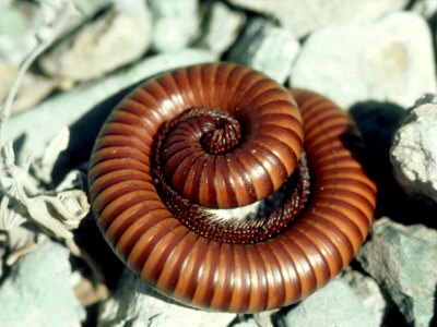 Giant Millipede, Big Bend, Usa by Oxford Scientific Pricing Limited Edition Print image