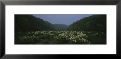 Spider-Lily In The Forest, Cahaba River, Alabama, Usa by Panoramic Images Pricing Limited Edition Print image