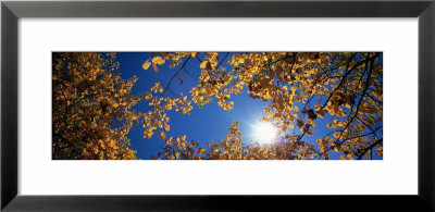 Aspen Tree Leaves, Deerlodge National Forest, Montana, Usa by Panoramic Images Pricing Limited Edition Print image
