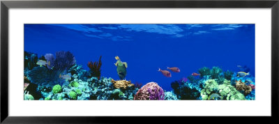 Underwater, Caribbean Sea by Panoramic Images Pricing Limited Edition Print image