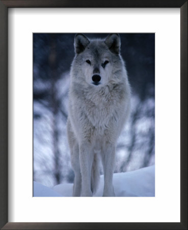Grey Or Timber Wolf (Canis Lupus) In The Alaskan Snow, Alaska, Usa by Mark Newman Pricing Limited Edition Print image