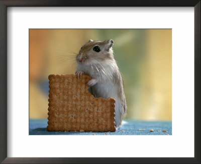 Gerbil Eating Biscuit by Steimer Pricing Limited Edition Print image