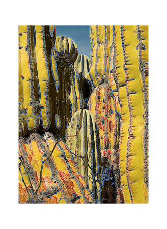 Cactus Forest, Isla San Jose by Chip Scarborough Pricing Limited Edition Print image