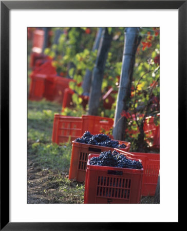 Grape Picking In Renato Ratti Vineyard, Piedmont, Italy by Armin Faber Pricing Limited Edition Print image