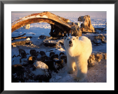 Polar Bear Scavenging On A Bowhead Whale, Arctic National Wildlife Refuge, Alaska, Usa by Steve Kazlowski Pricing Limited Edition Print image