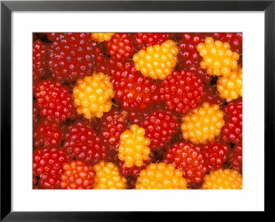 Salmonberries, Baranoff Island, Alaska, Usa by Hugh Rose Pricing Limited Edition Print image