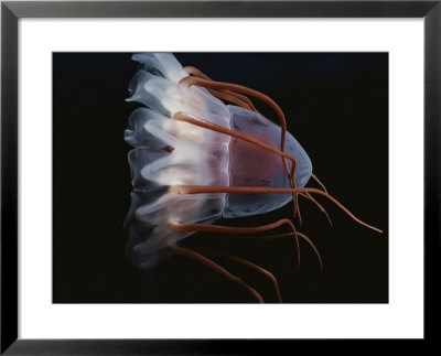 A Close View Of A Helmet Jellyfish by Bill Curtsinger Pricing Limited Edition Print image