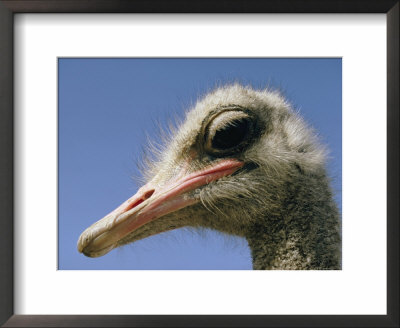 Close View Of An Ostrich by Dick Durrance Pricing Limited Edition Print image