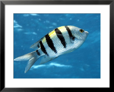 Sargeant Major Fish, St. Johns Reef, Red Sea by Mark Webster Pricing Limited Edition Print image