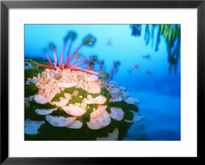 Underwater Landscape Made Of Foodstuffs by Hartmut Seehuber Pricing Limited Edition Print image
