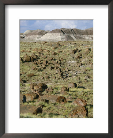 Fossil Logs 200 Million Years Old Scattered Over Desert Floor In National Park, Arizona, Usa by Tony Waltham Pricing Limited Edition Print image