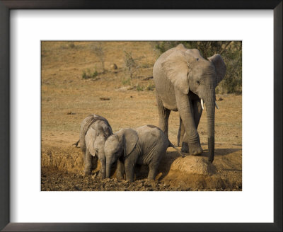 Baby Elephants, Loxodonta Africana, Playing At Wallow In Addo Elephant National Park, Eastern Cape by Steve & Ann Toon Pricing Limited Edition Print image