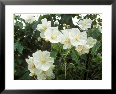 Abutilon Vitifolium (Album) by Mark Bolton Pricing Limited Edition Print image