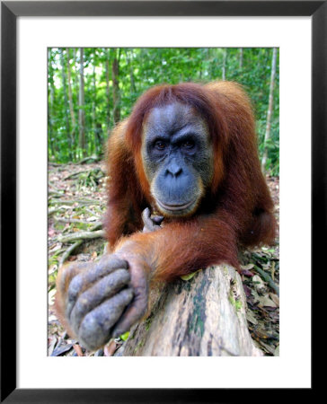 Female Oragutan, Gunung Leuser National Park, Bukit Lawang, North Sumatra, Indonesia by Paul Kennedy Pricing Limited Edition Print image