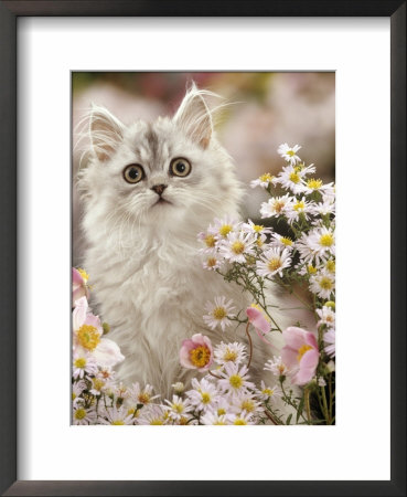 Silvertabby (Chinchilla X Persian) Kitten Among Michaelmas Daisies And Japanese Anemones by Jane Burton Pricing Limited Edition Print image